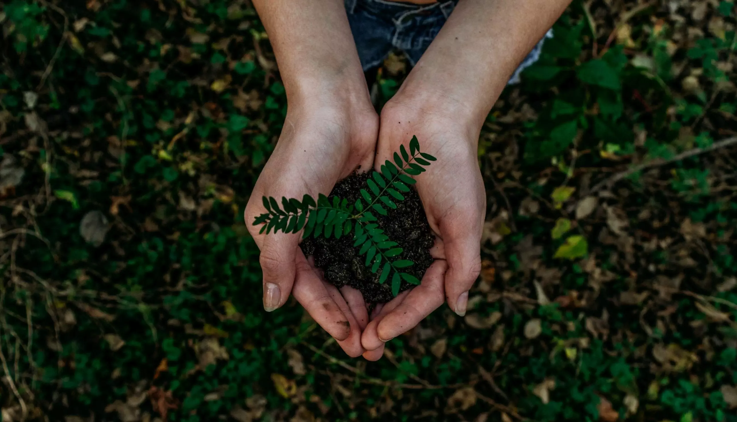 person-holding-green-plant-in-hands