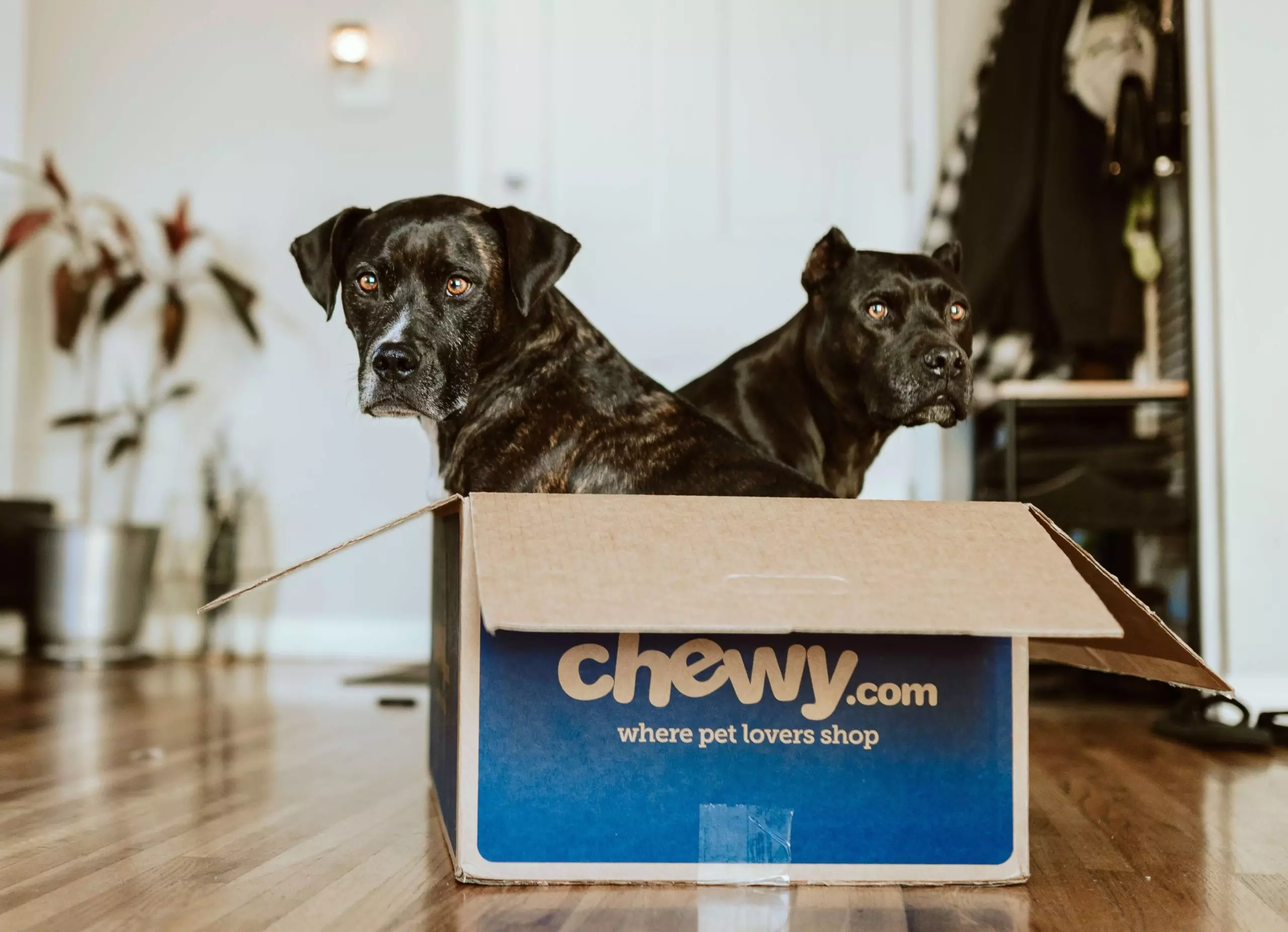 chewy-dogs-in-a-box