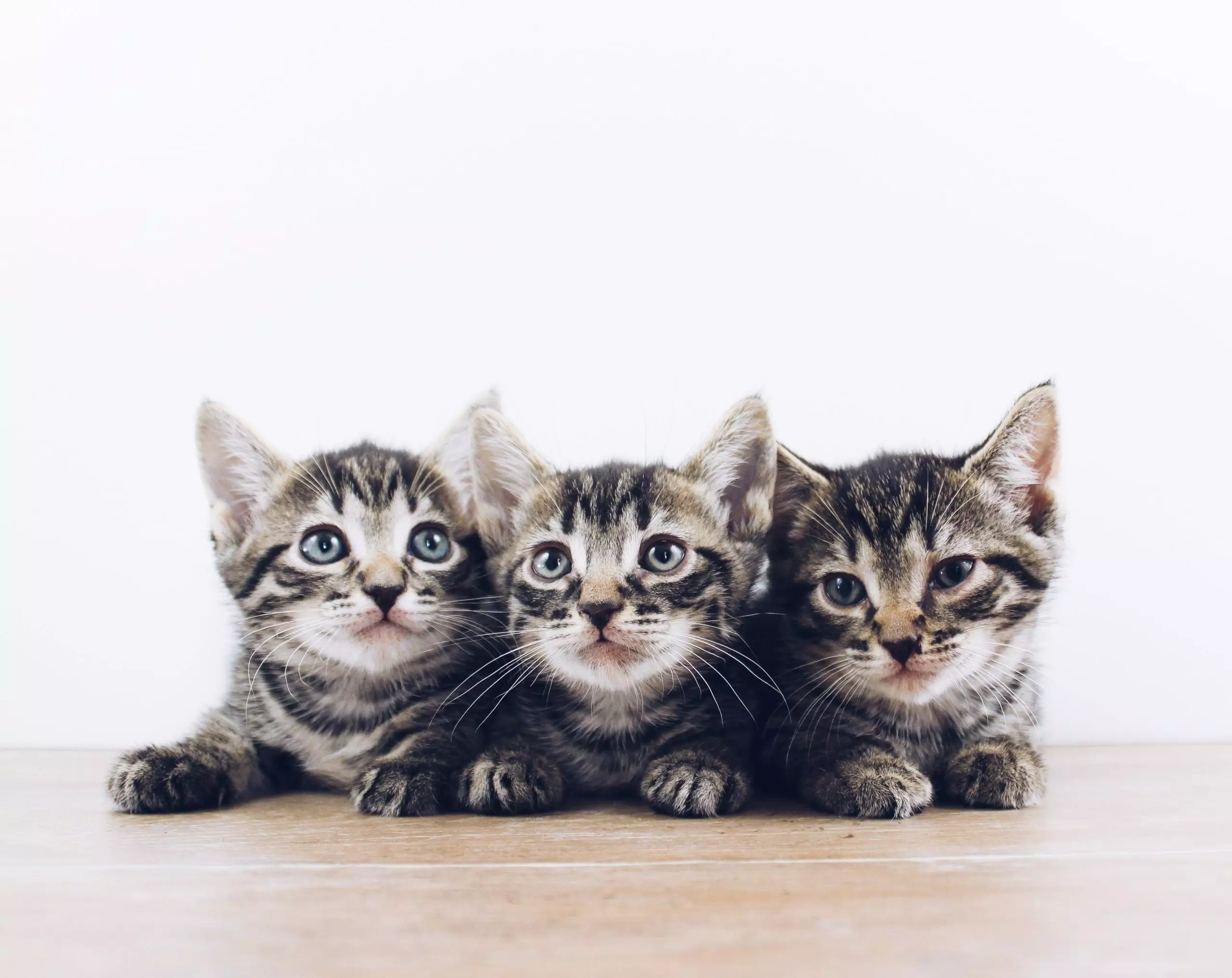 three-kittens-laying-in-a-row